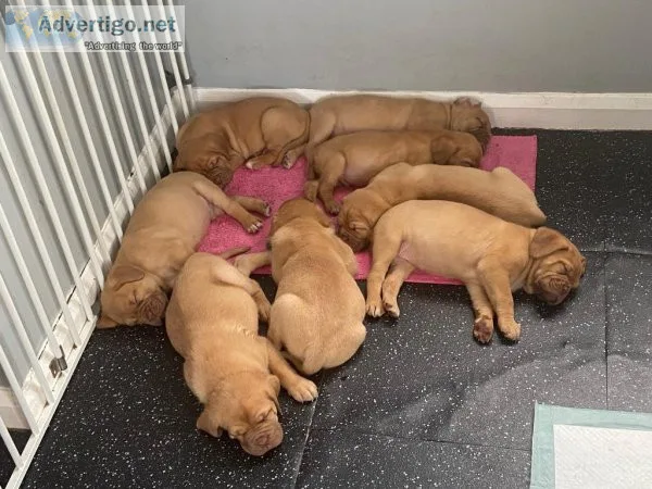 Dogue de Bordeaux Available For Adoption
