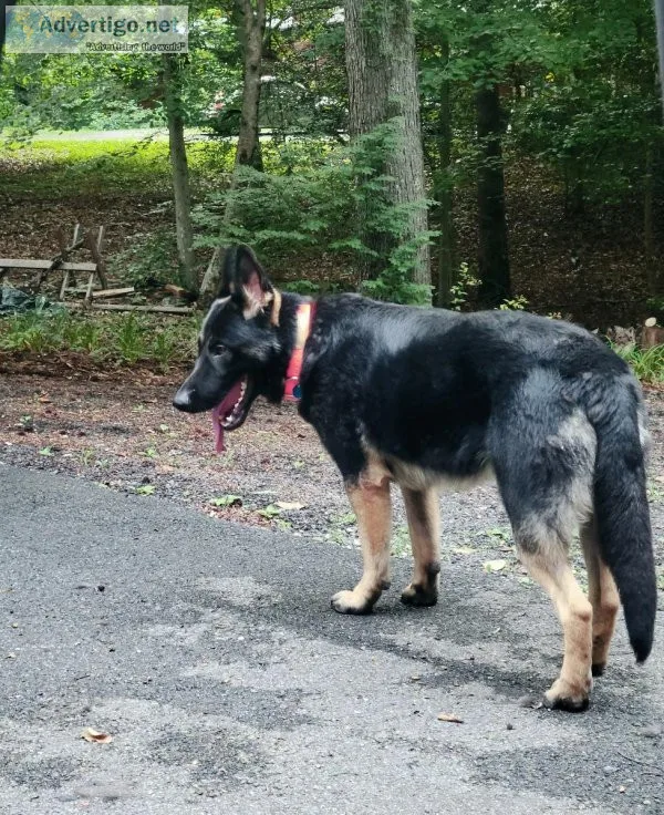 AKC German Shepherd Puppies