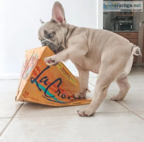 handsome French bulldog pups for sale