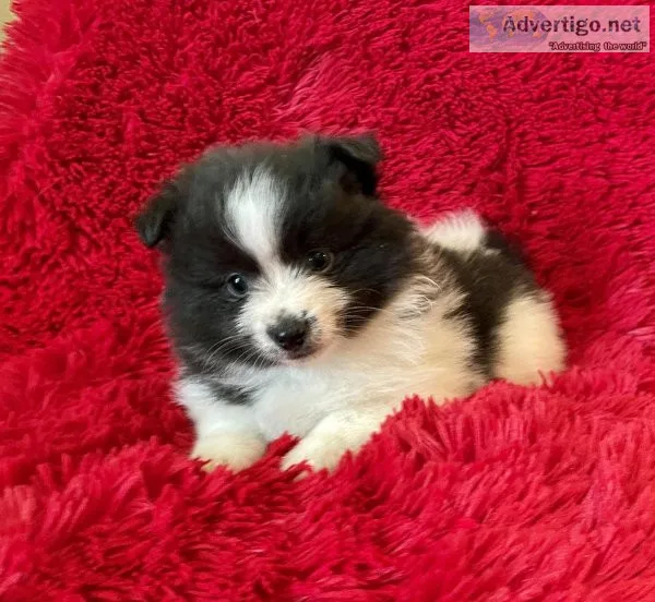 Pomeranian Puppy