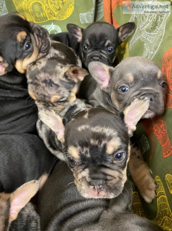 We have male and Female.French Bulldog