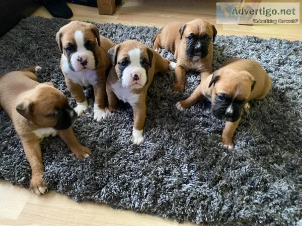 Amazing Male and Female Boxer Looking Forever Home