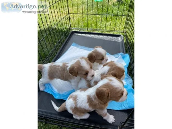 AKC Registered Health Tested Cavalier King Charles Spaniel Puppi