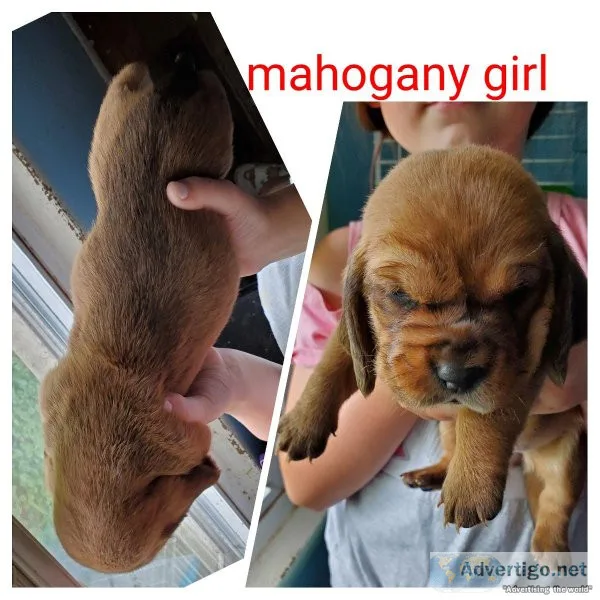 AKC Basset Hound Pup