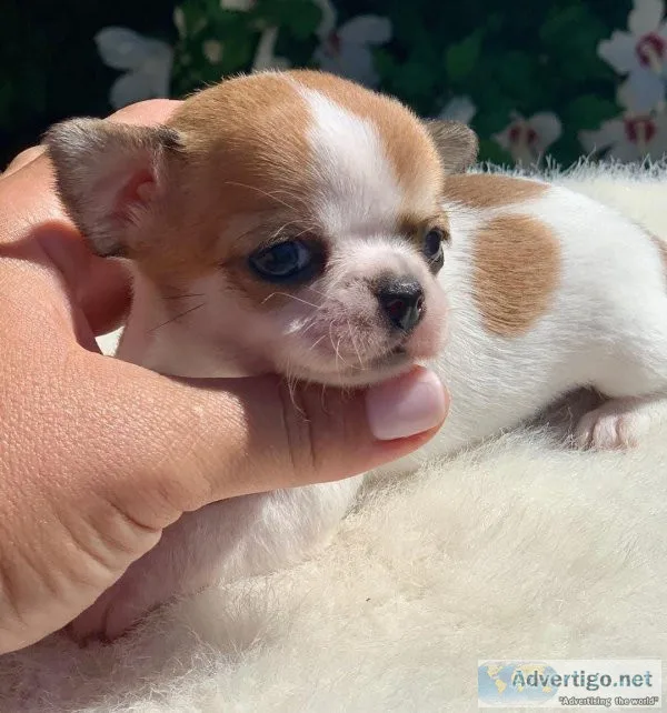Standard Chihuahua puppies (202)978-8737