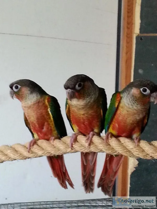 Yellowsided Green Cheeks for Sale in So FL