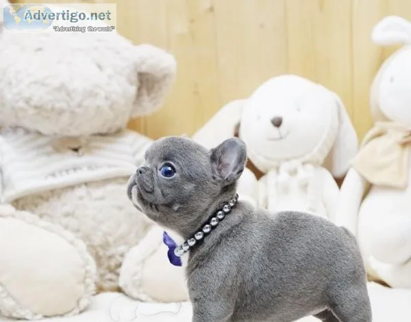Extreme Blue French bulldog puppies for sale