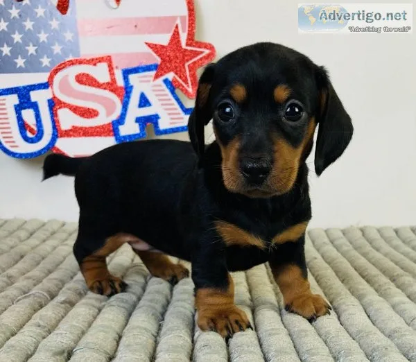 Jada Mini dachshound