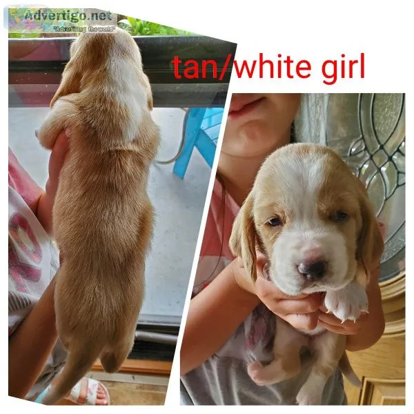 AKC Basset Hound Pups