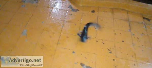 Large cat fish for ponds