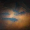 Large cat fish for ponds