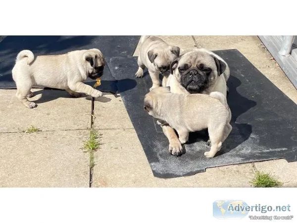 Five Generations AKC Registered Pug Puppies Available