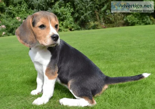 Beautiful Beagle puppies for sale