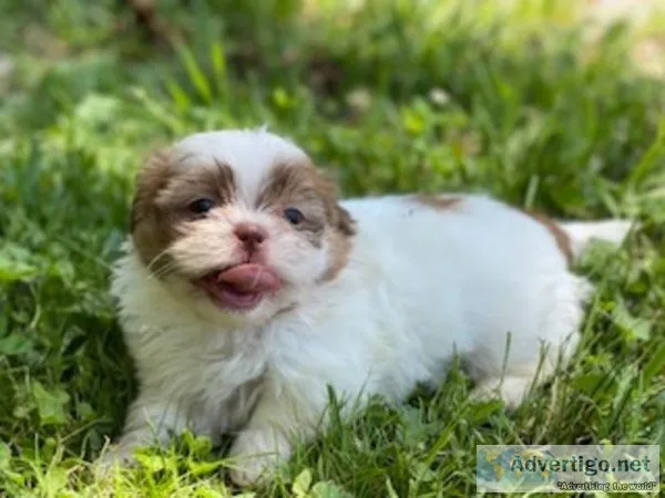 Cuddles Shihtzu