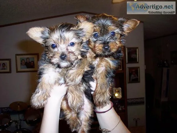 Cute Yorkie puppies for sale