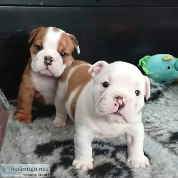 The English bulldog puppies