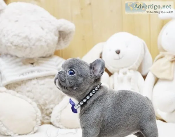 luxury Mini French bulldog puppies for sale