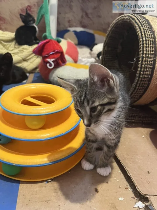 Very cute tabby kitten