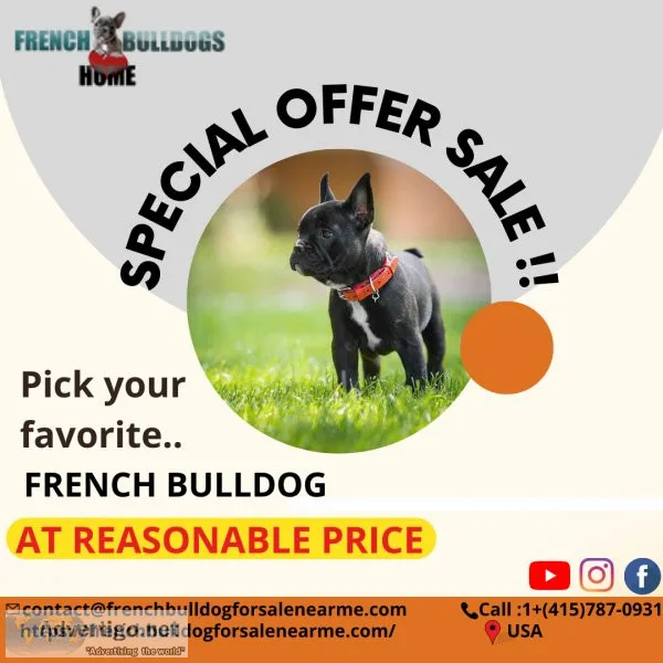 French Bulldog Puppies For Sale  French Bulldog Puppies for
