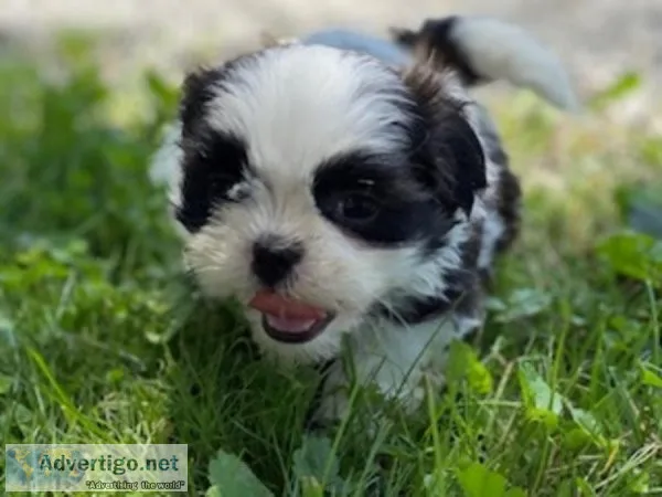 Mickey Shihtzu