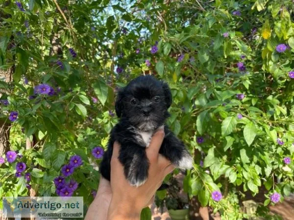 Shih Tzu Mix Puppies
