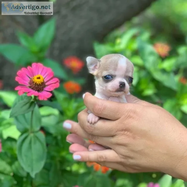 Tecup Premium Chihuahua Puppies for rehoming