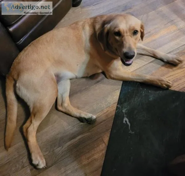 AKC American Red Fox Lab