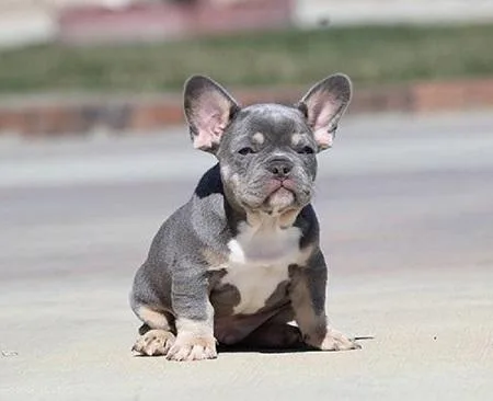 French Bulldog Puppies For Sale