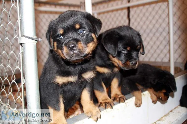 Cute Rottweiler puppies for sale