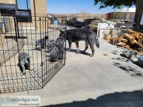 HeelerAustralian cattle dog pups