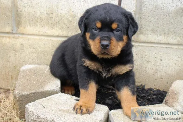Vet checked Rottweiler puppies available