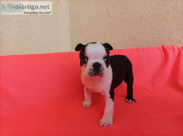 Stunning litter of Boston terrier puppies