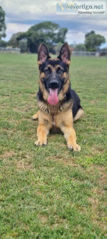 Pure German Shepherd Working or Pet