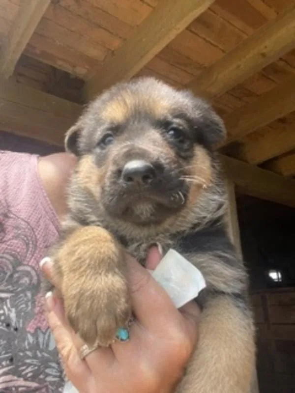 King German Shepherd mix