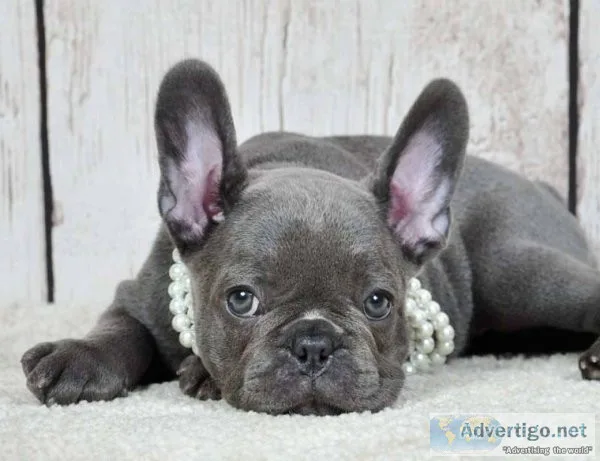 Loving French bulldog puppies for sale