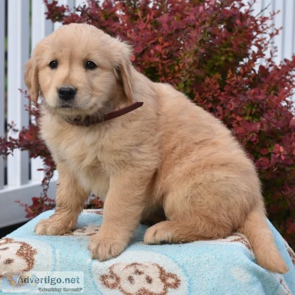 Fantastic Golden retriever puppies for new homes