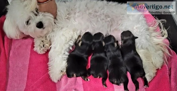 Morkie Puppies for sale