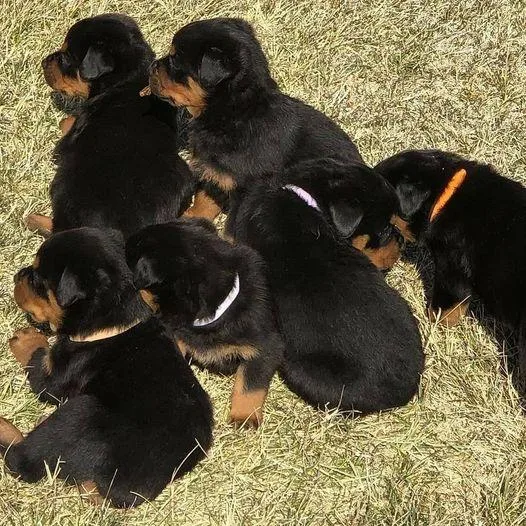 male and 2 females. Rottweiler