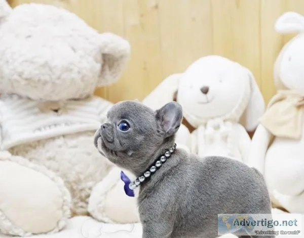 Mini Blue French bulldog puppies for sale