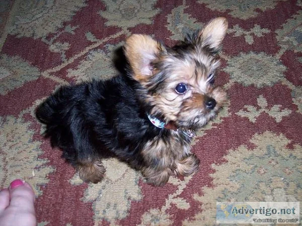 Affectionate Yorkie puppies for adoption