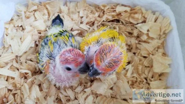 Sun Conures for Sale in So Florida