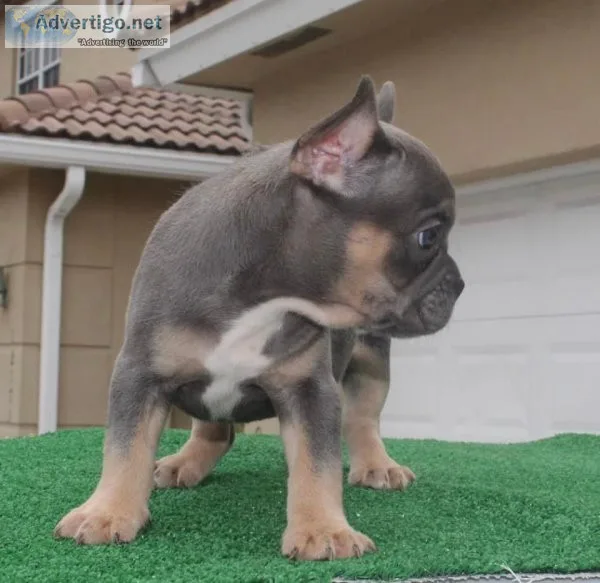 French bulldog full akc