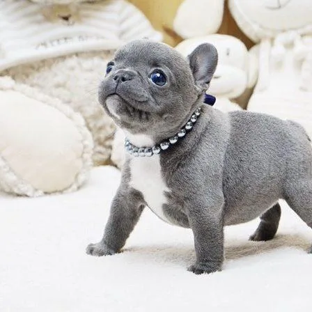 Classic French bulldog puppies for sale