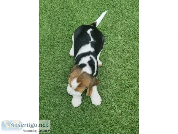 Beagle puppies for sale