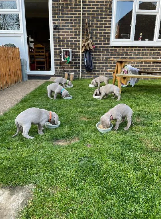 Ready Now Weimaraner Puppies Vet Checked