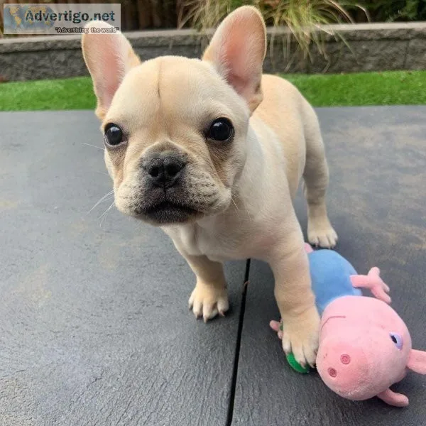 Incredible French bulldog puppies for sale