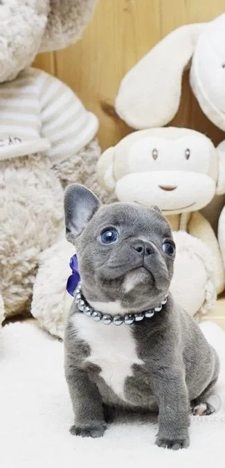 Doll Mini French bulldog puppies for sale