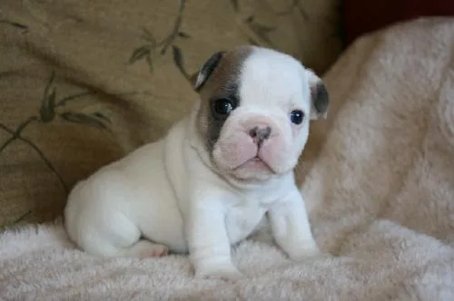 Adorable French Bulldog puppies for sale