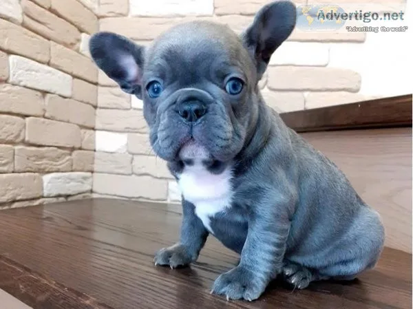 Sky French bulldog puppies for sale