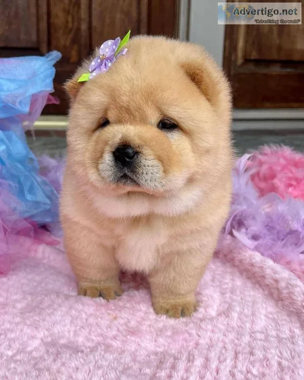 Beautiful Bear Faced Chow Chow